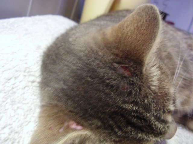 Croutes De Sang Derriere L Oreille Chats Forum Animaux Doctissimo Croutes De Sang Derriere L Oreille Chats Forum Animaux Doctissimo