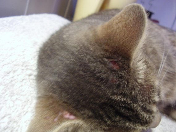 Croutes De Sang Derriere L Oreille Croutes De Sang Derriere L Oreille