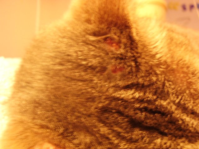 Croutes De Sang Derriere L Oreille Chats Forum Animaux Doctissimo Croutes De Sang Derriere L Oreille Chats Forum Animaux Doctissimo