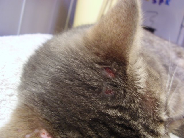 Croutes De Sang Derriere L Oreille Chats Forum Animaux Doctissimo Croutes De Sang Derriere L Oreille Chats Forum Animaux Doctissimo