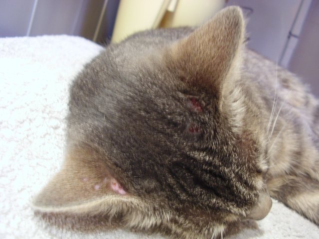 Croutes De Sang Derriere L Oreille Chats Forum Animaux Doctissimo