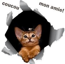 Coucou Mon Amie Chaton Bonjour Pacou16 Photos Club Doctissimo Coucou Mon Amie Chaton Bonjour Pacou16 Photos Club Doctissimo