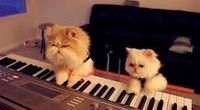 chatons clavier