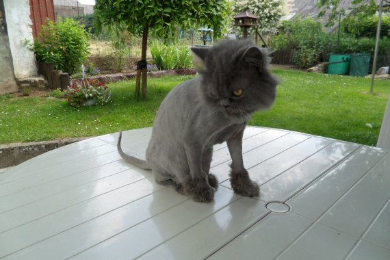 Raser Son Persan Afin Qu Il Ait Moins Chaud Raser Son Persan Afin Qu Il Ait Moins Chaud