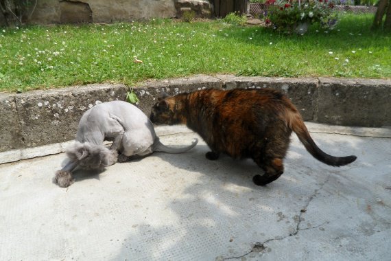 Tonte De Chat Persan