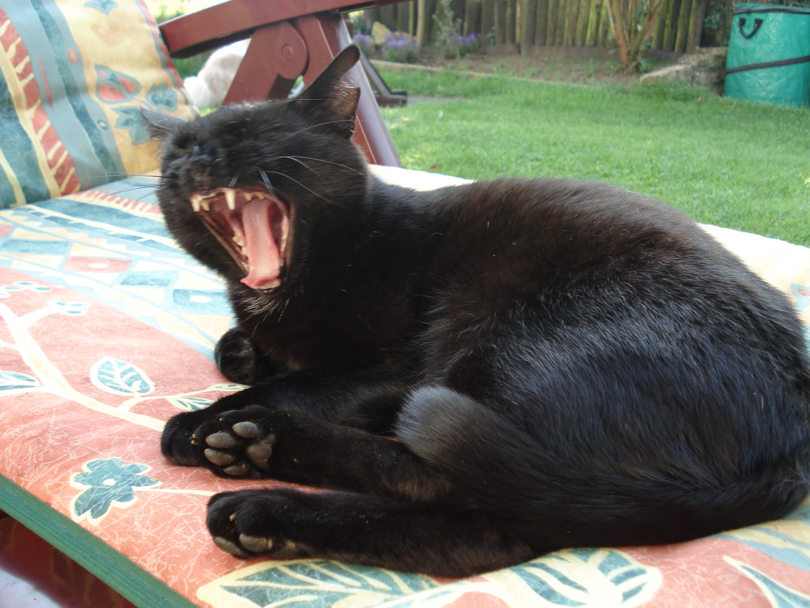 Mon Chat Perd Enormement Ses Poils Et A Des Pelicules Chats Forum Animaux Mon Chat Perd Enormement Ses Poils Et A Des Pelicules Chats Forum Animaux