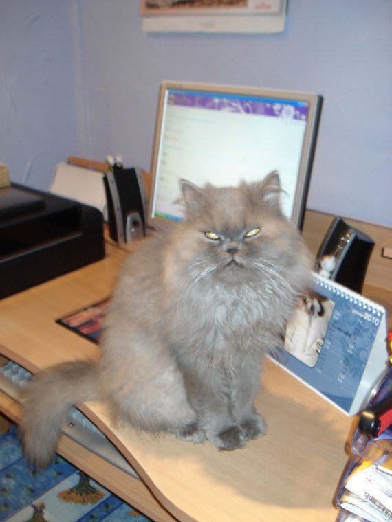 Raser Son Persan Afin Qu Il Ait Moins Chaud Raser Son Persan Afin Qu Il Ait Moins Chaud