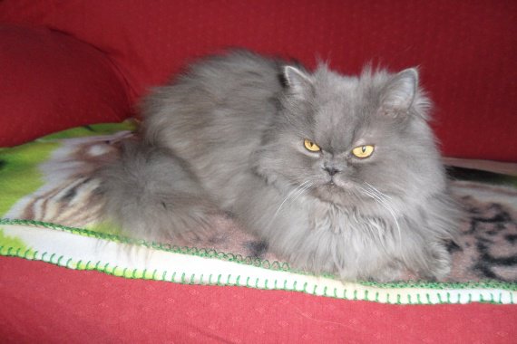 Tonte De Chat Persan