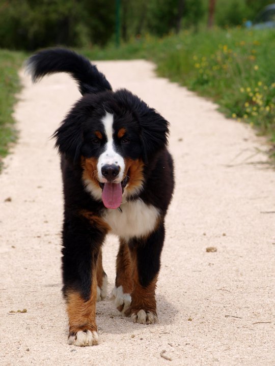 Les Passiones De Bouvier Bernois Ici Chiens Forum Animaux Doctissimo Les Passiones De Bouvier Bernois Ici Chiens Forum Animaux Doctissimo