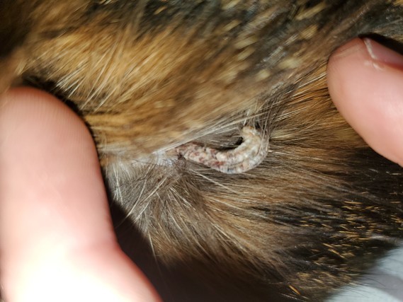 Truc Bizarre Sur Le Dos De Mon Chat Truc Bizarre Sur Le Dos De Mon Chat