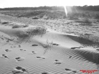 Des pas dans les dunes
