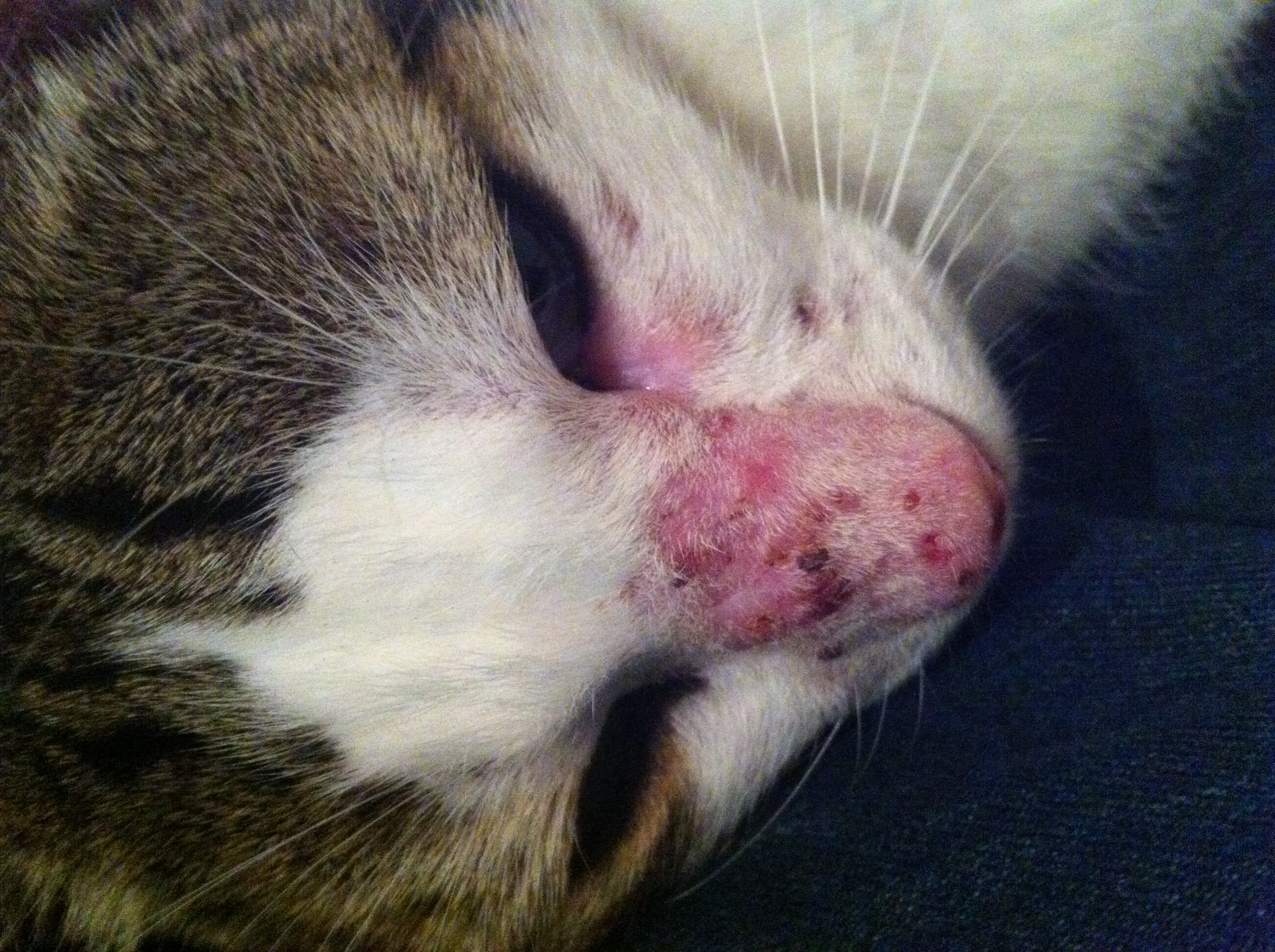 Croutes Sur Le Nez Et Oreilles De Mon Chat Chats Forum Animaux Doctissimo Croutes Sur Le Nez Et Oreilles De Mon Chat Chats Forum Animaux Doctissimo