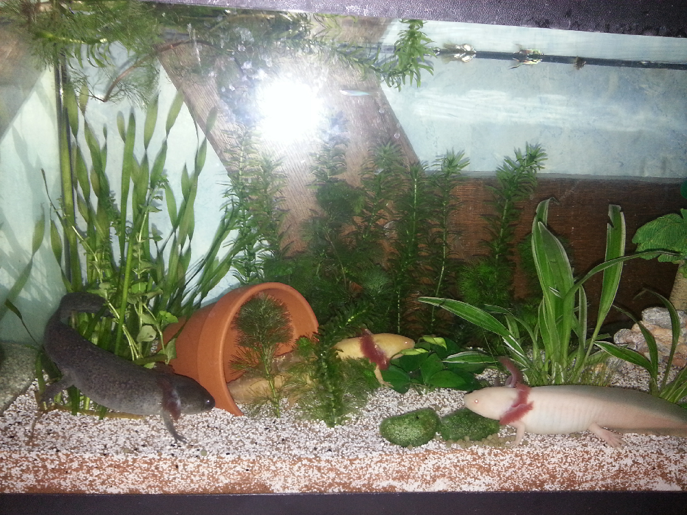 vie et environnement de l AXOLOTL - Aquariums et vivariums - FORUM