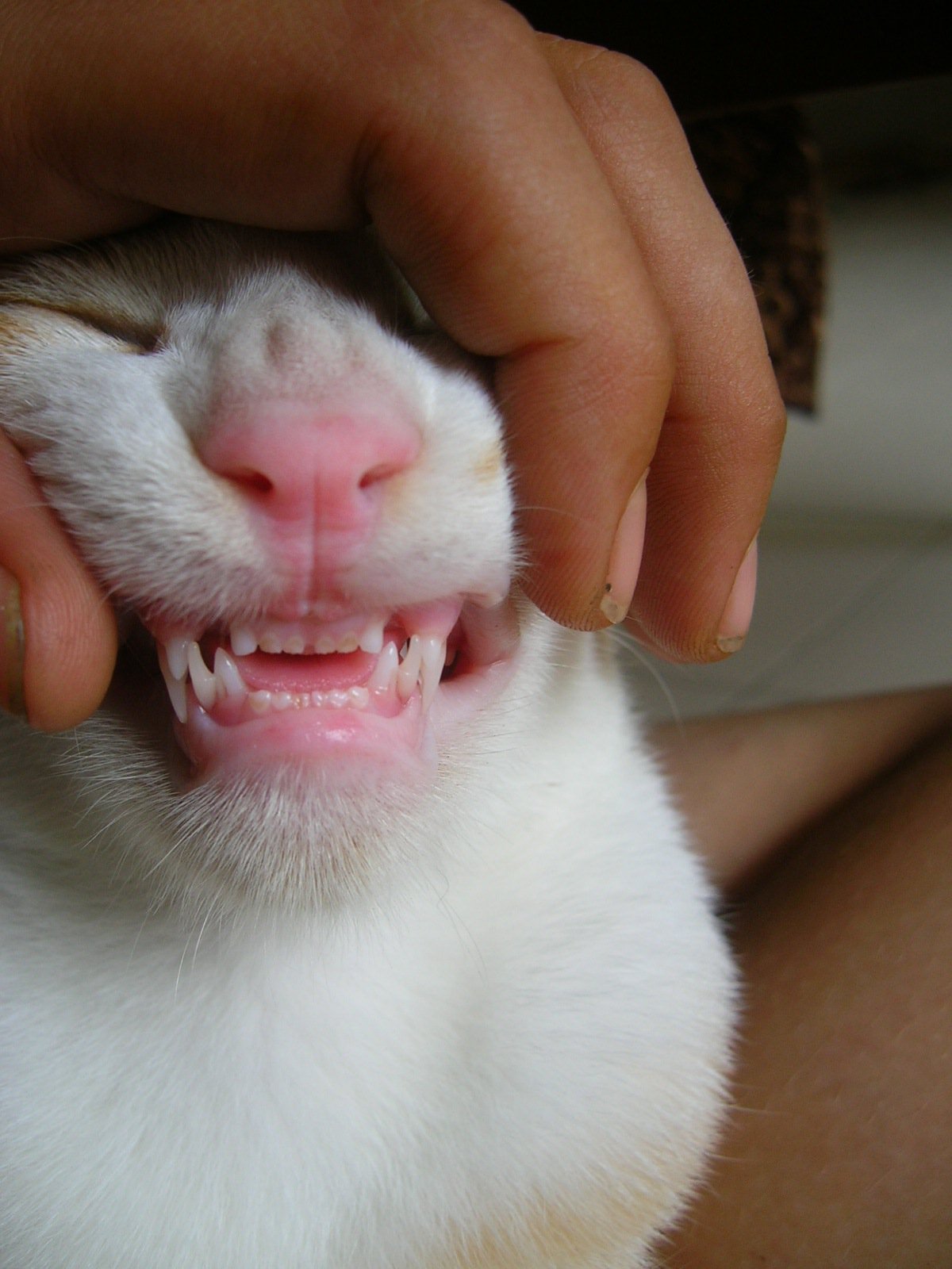 Est Ce Normal Que Faire Pour Mon Chaton Chats Forum Animaux Doctissimo Est Ce Normal Que Faire Pour Mon Chaton Chats Forum Animaux Doctissimo