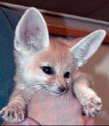 Chat Ou Fennec Chats Forum Animaux Doctissimo