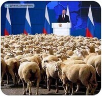Овцы Россия