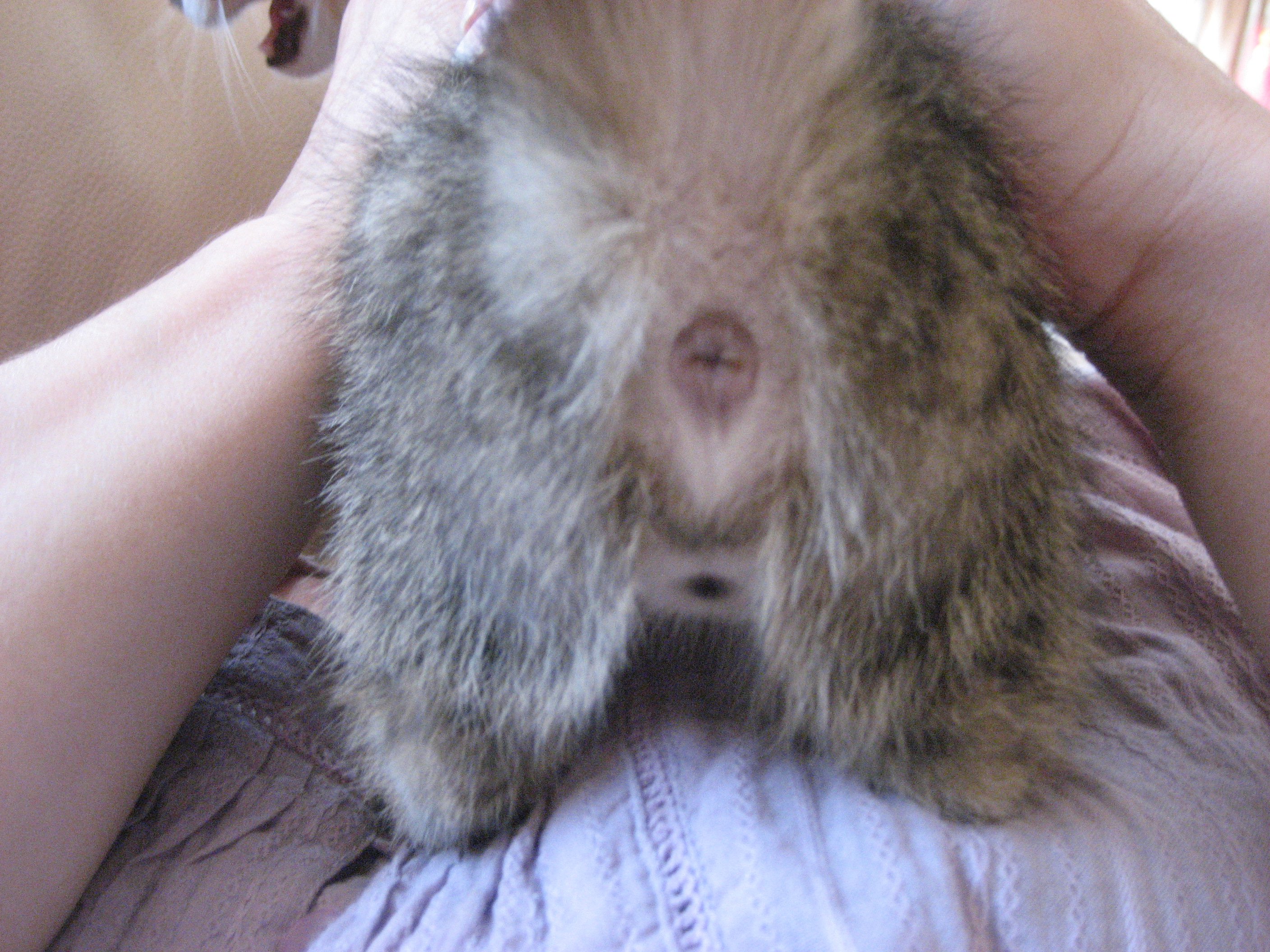 Male Ou Femelle Chats Forum Animaux Doctissimo Male Ou Femelle Chats Forum Animaux Doctissimo