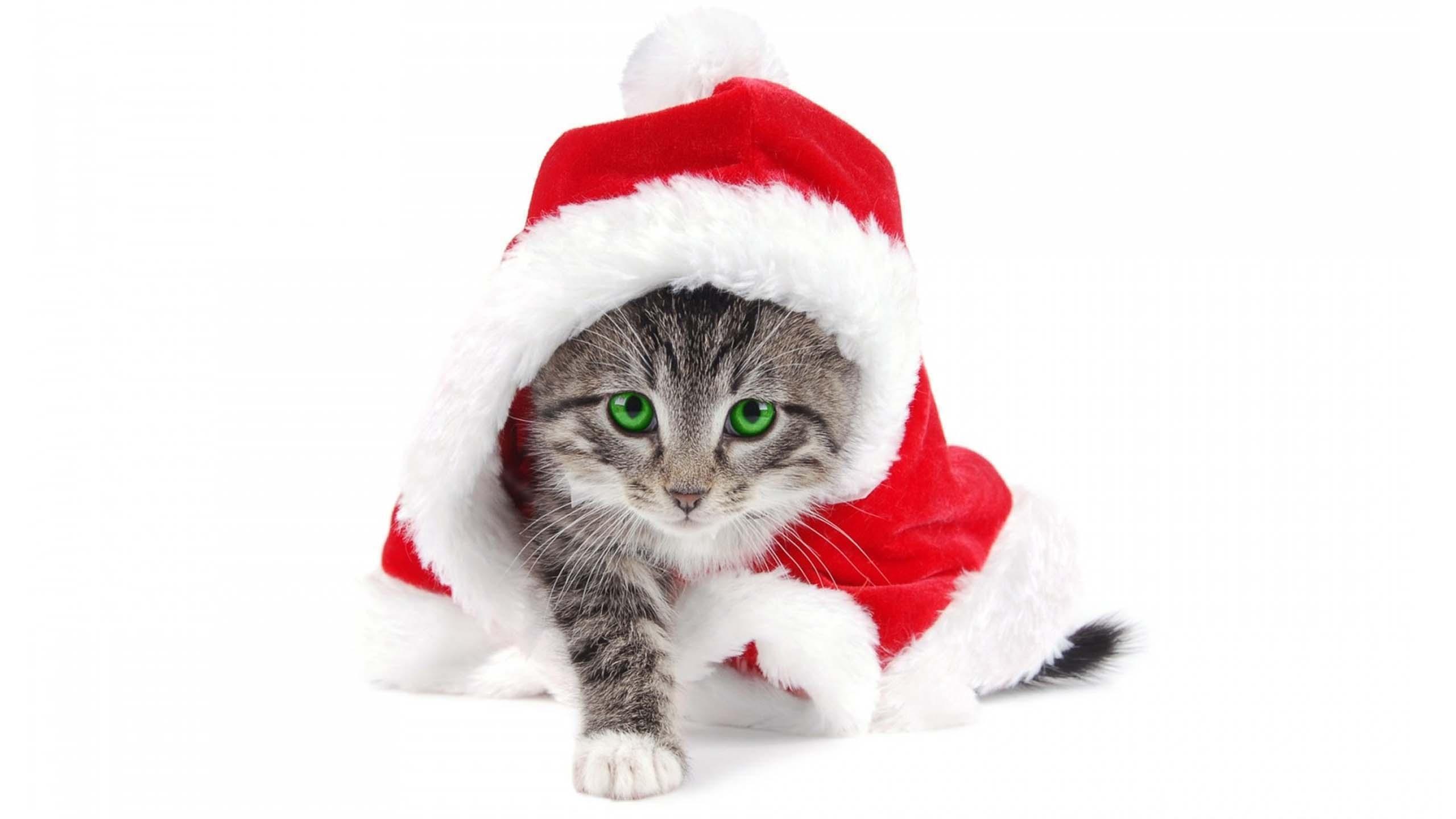 Fond Ecran Fetes Noel Animaux 011 Personalise Barbara Idf Photos Club Doctissimo