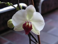 mes orchidées - cm