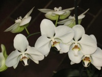mes orchidées - cm