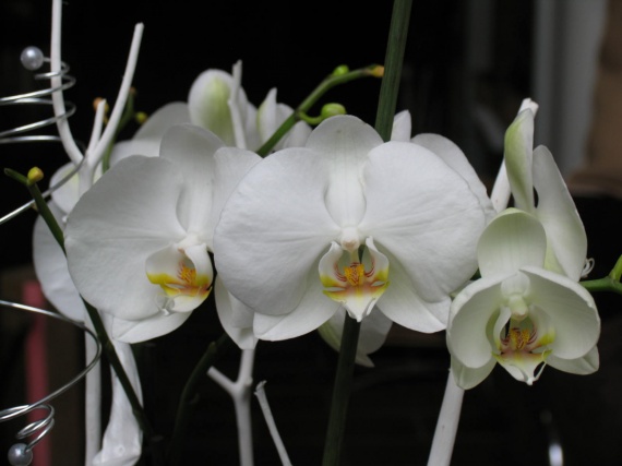 ma dernière orchidée ♥♥♥