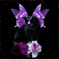 chat papillon