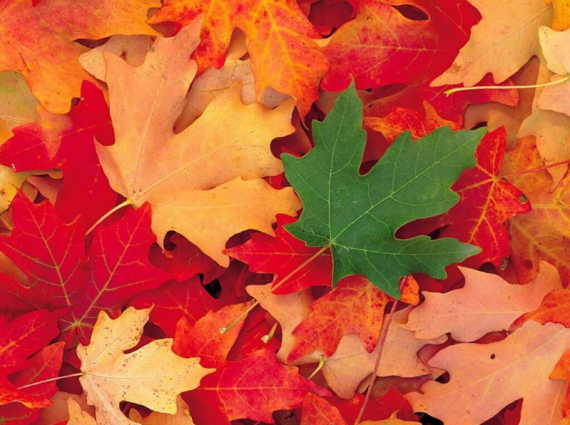 automne Québec 18
