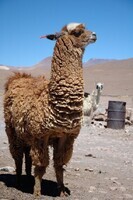 Llama_de_Bolivia_(pixinn-net)