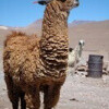 Llama_de_Bolivia_(pixinn-net)