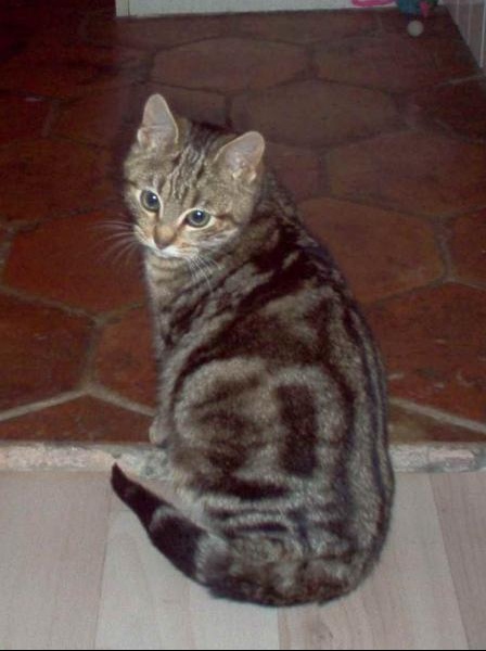 Gros Ventre Chats Forum Animaux Doctissimo Gros Ventre Chats Forum Animaux Doctissimo