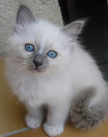 Sacre De Birmanie Chats Forum Animaux Doctissimo Sacre De Birmanie Chats Forum Animaux Doctissimo