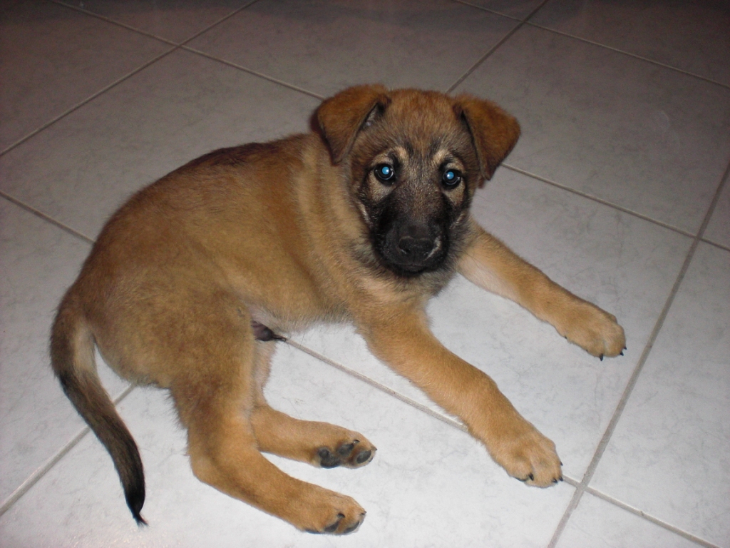 Berger Allemand Croisé Malinoisqui Connait Page 3