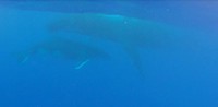 Baleine et baleineau 3