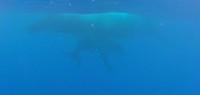 Baleine et baleineau 4