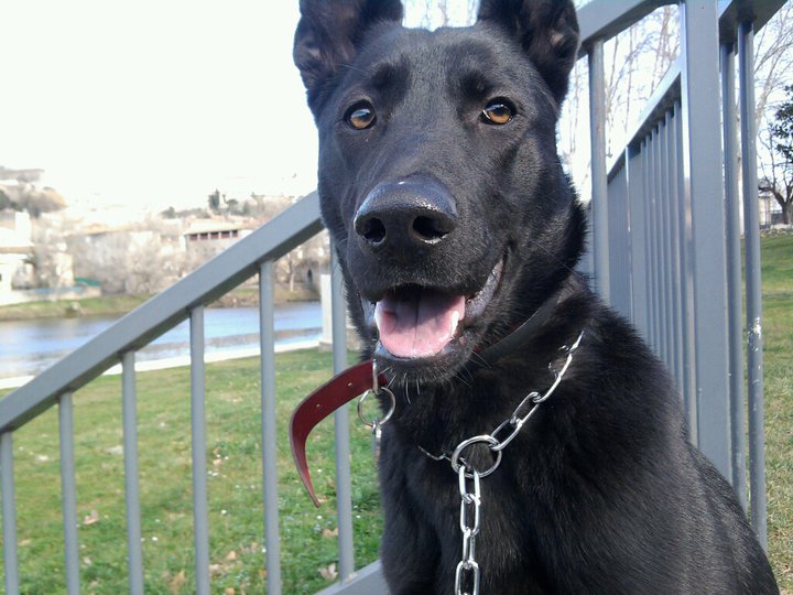 Berger Belge Malinois Noir Chiens Forum Animaux Doctissimo Berger Belge Malinois Noir Chiens Forum Animaux Doctissimo