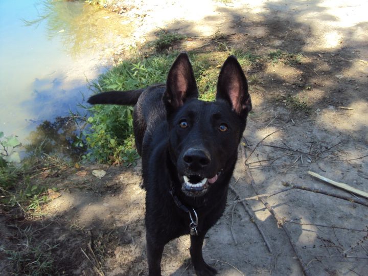 Berger Belge Malinois Noir Chiens Forum Animaux Doctissimo Berger Belge Malinois Noir Chiens Forum Animaux Doctissimo