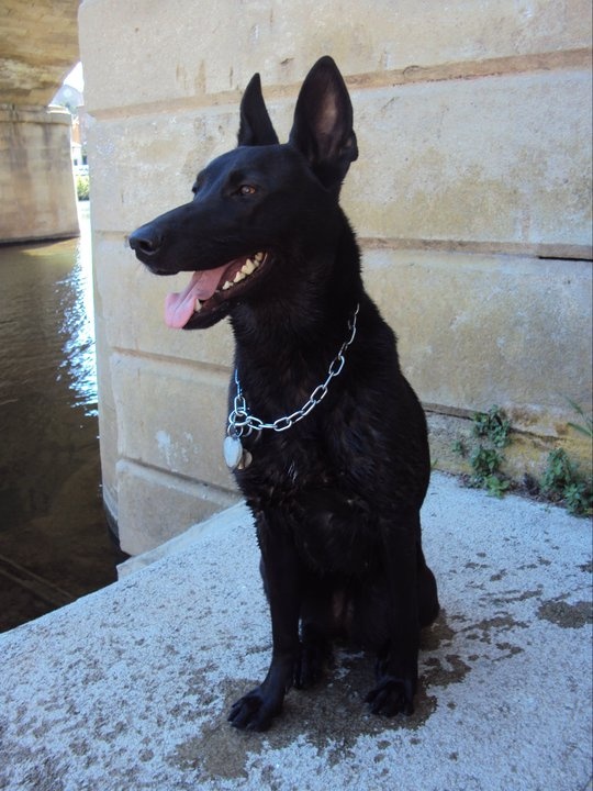 Berger Belge Malinois Noir Chiens Forum Animaux Doctissimo Berger Belge Malinois Noir Chiens Forum Animaux Doctissimo
