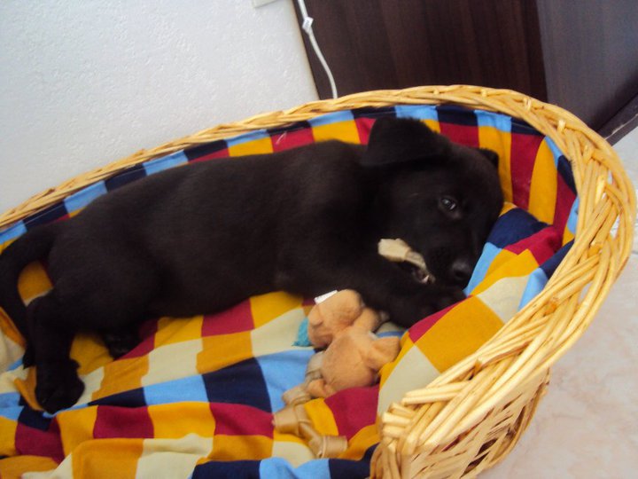 Berger Belge Malinois Noir Page 2 Chiens Forum Animaux Doctissimo