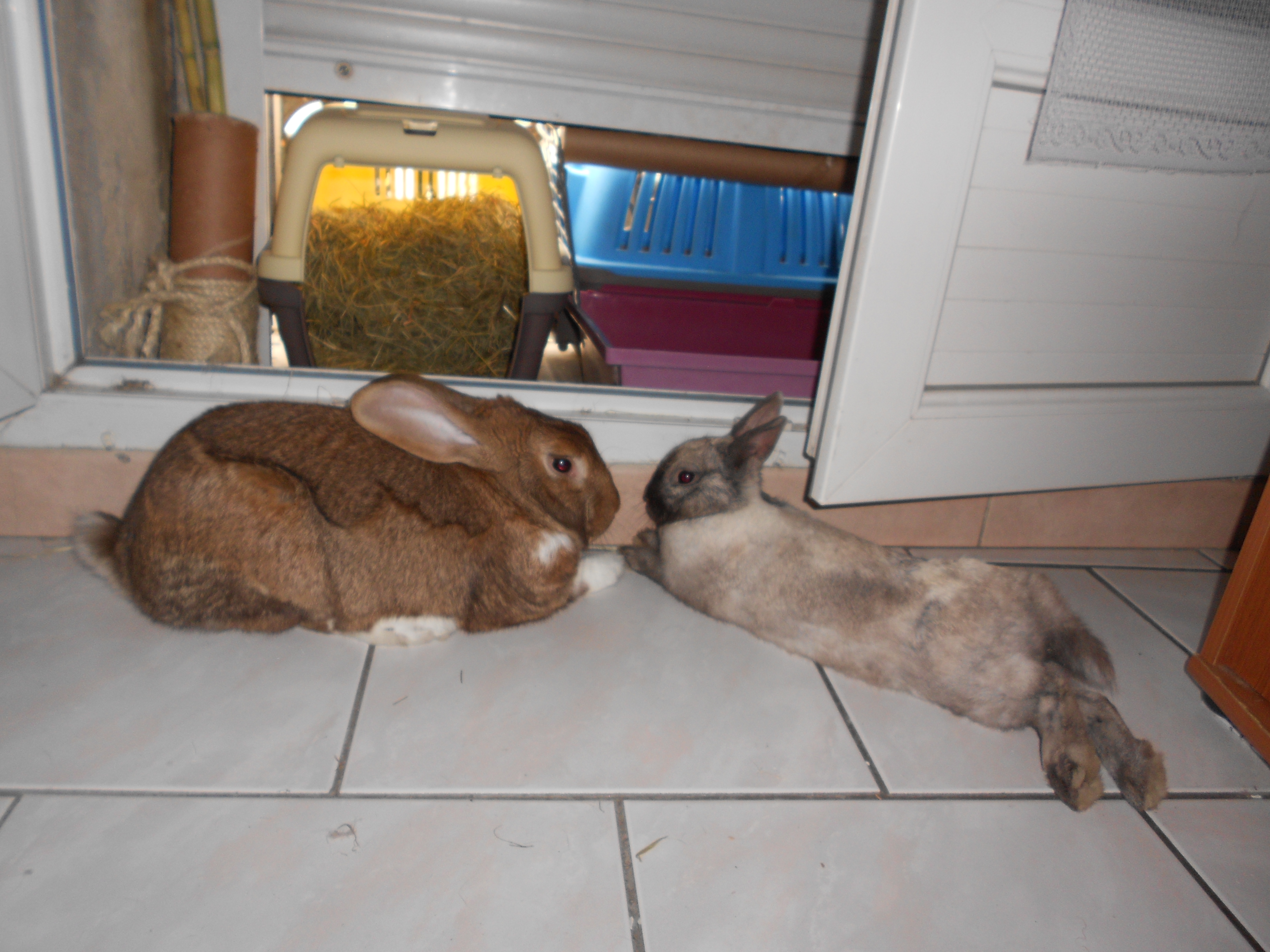 Lapin A Donner Le Bon Coin