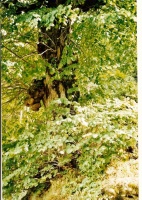arbre de Valchevrière