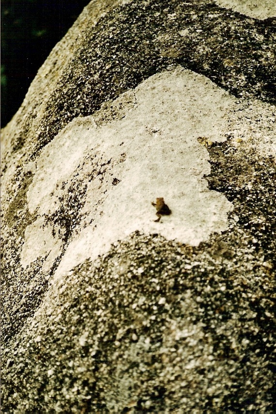 grenouille sur une des pierres folles de Fournols