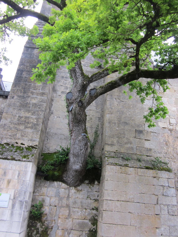 arbre remarquable Ceillé