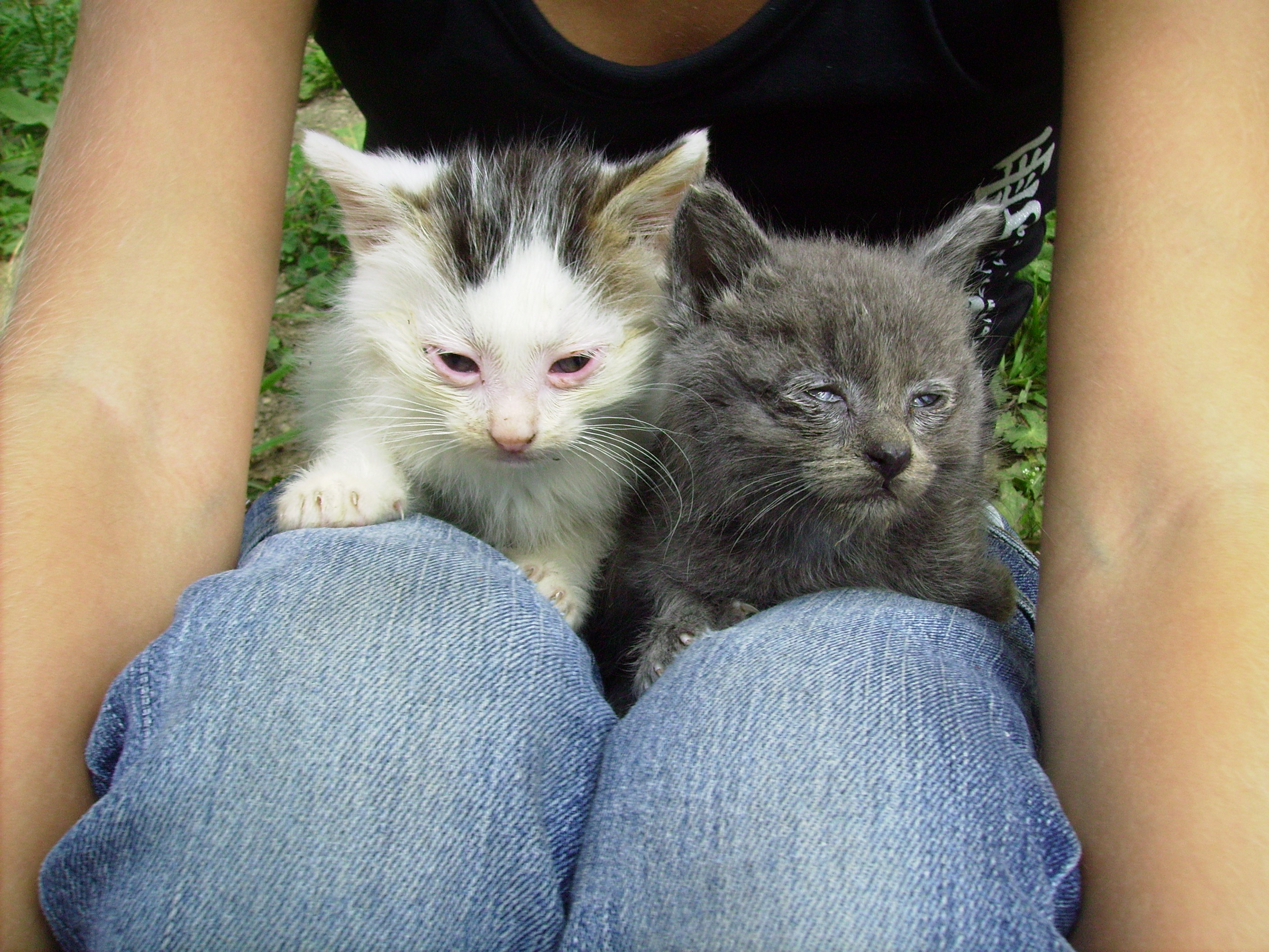 Trouve Chatons Aux Yeux Colles Coryza Ou Pas Medecine Veterinaire Forum Animaux Doctissimo