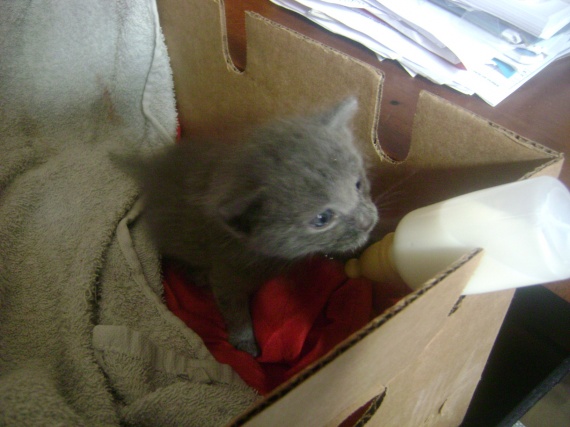 A Quel Age Les Yeux Des Chaton Change De Couleur