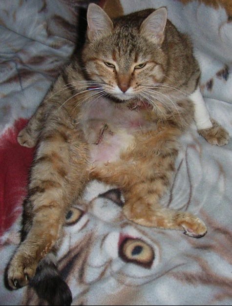 Tumeur Mammaire Et Probleme Renaux Chats Forum Animaux Doctissimo Tumeur Mammaire Et Probleme Renaux Chats Forum Animaux Doctissimo