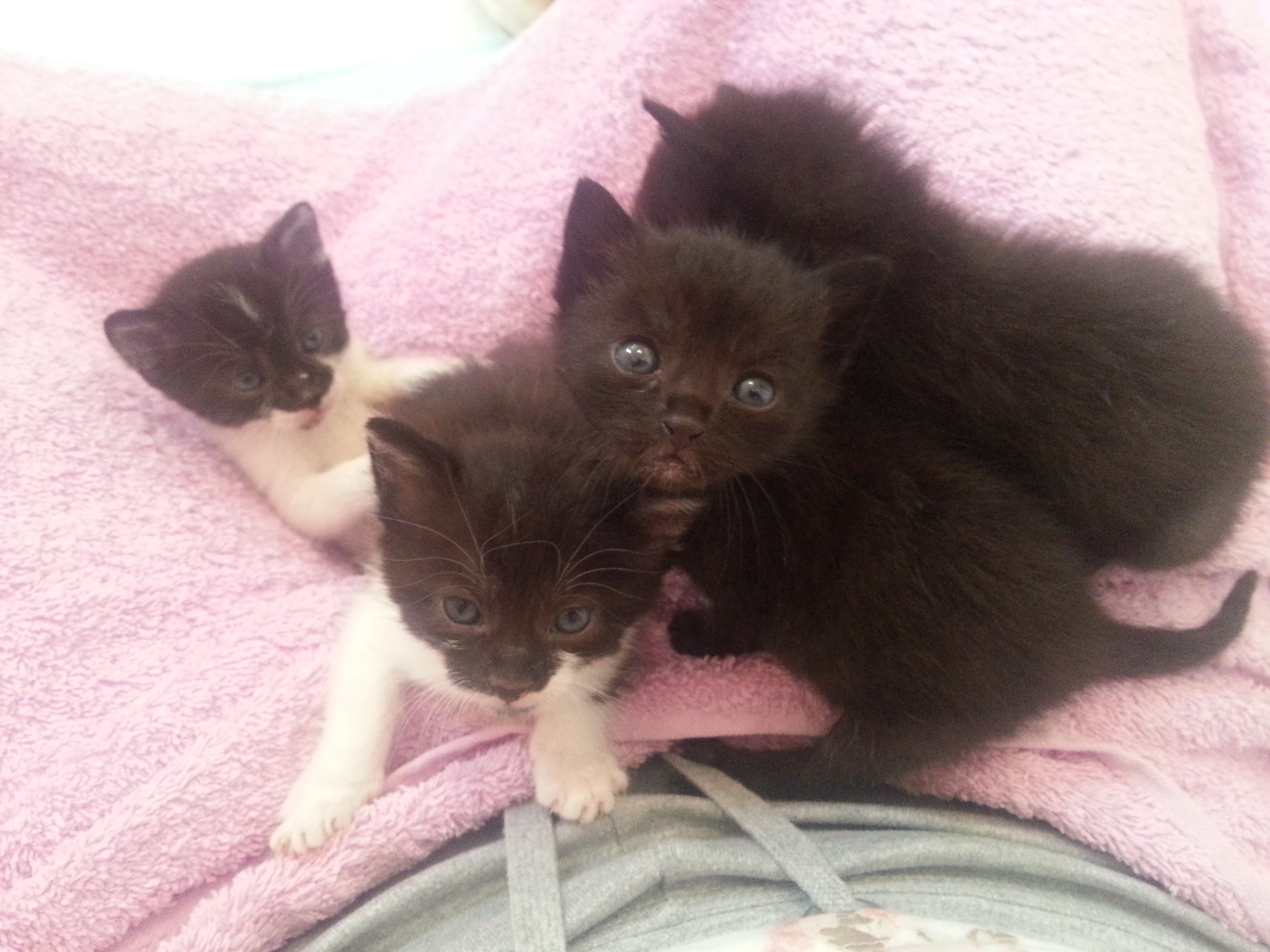 Chaton 2 Semaines Chats Forum Animaux Doctissimo Chaton 2 Semaines Chats Forum Animaux Doctissimo