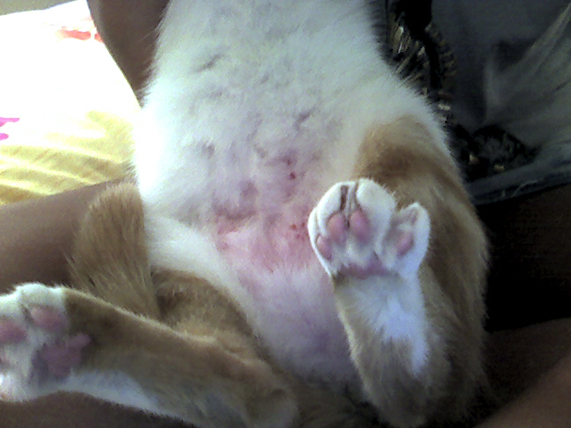 Mon Chat A Comme Des Taches Rouges Et Des Petits Boutons Chats Forum Animaux Doctissimo Mon Chat A Comme Des Taches Rouges Et Des Petits Boutons Chats Forum Animaux Doctissimo