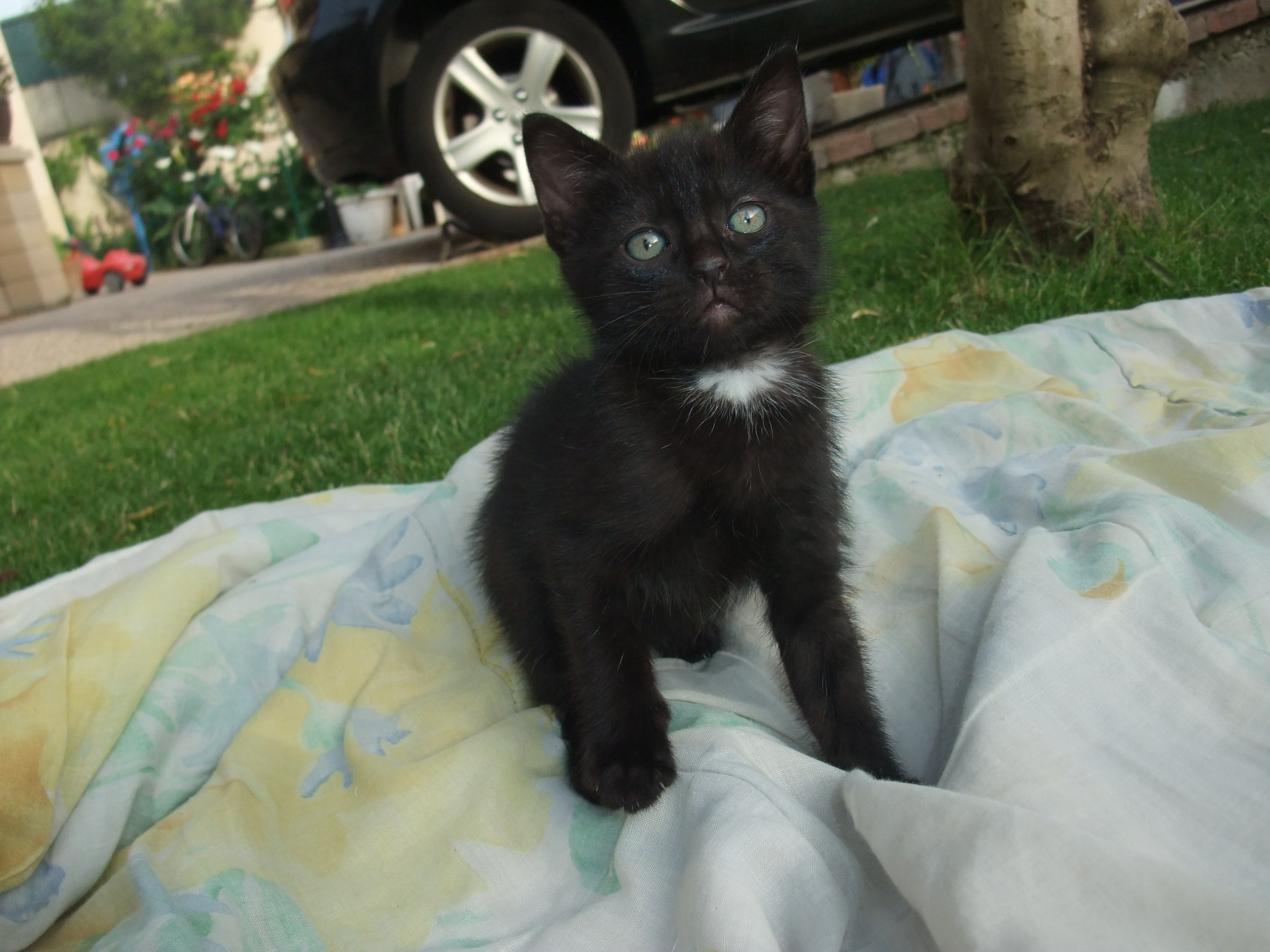 Cherche Prenom Pour Chaton Noir Chats Forum Animaux Doctissimo Cherche Prenom Pour Chaton Noir Chats Forum Animaux Doctissimo