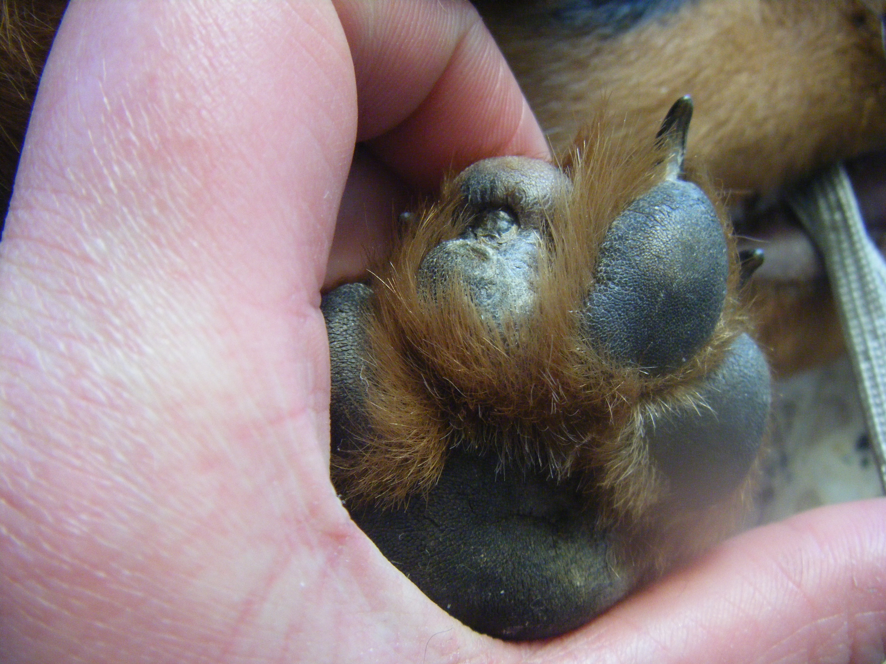 Ongle Dans Coussinet Chiens Forum Animaux Doctissimo