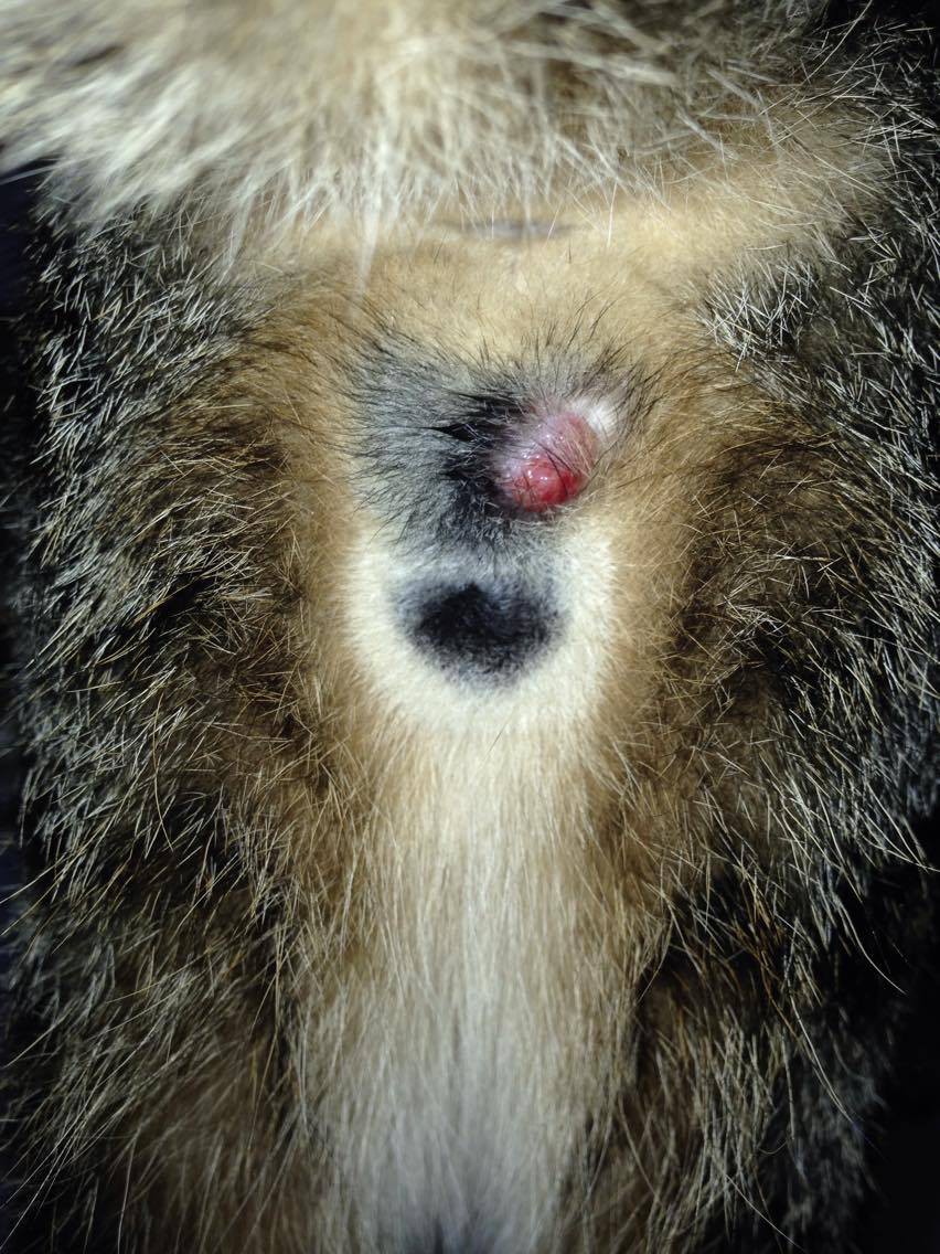 Boule Sous La Peau Au Niveau Testicule Chat Castre La Sante De Votre Chat Chats Forum Animaux Doctissimo Boule Sous La Peau Au Niveau Testicule Chat Castre La Sante De Votre Chat Chats Forum Animaux Doctissimo